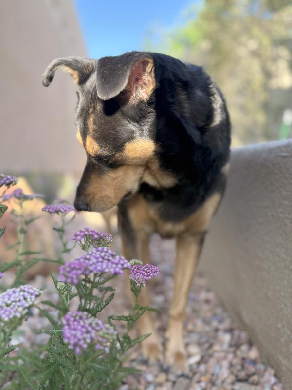 /Images/uploads/The Santa Fe New Mexican/santafepetcontest/entries/33948.jpg
